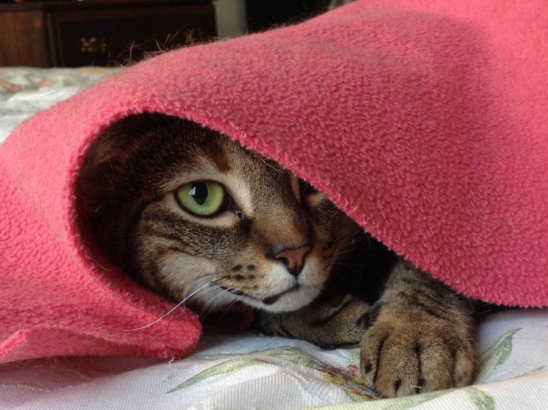 Cat peeking out from beneath a blanket.